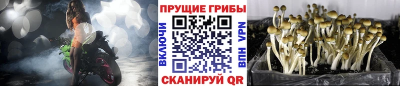omg как зайти  цены   Ильский  Галлюциногенные грибы Psilocybine cubensis 